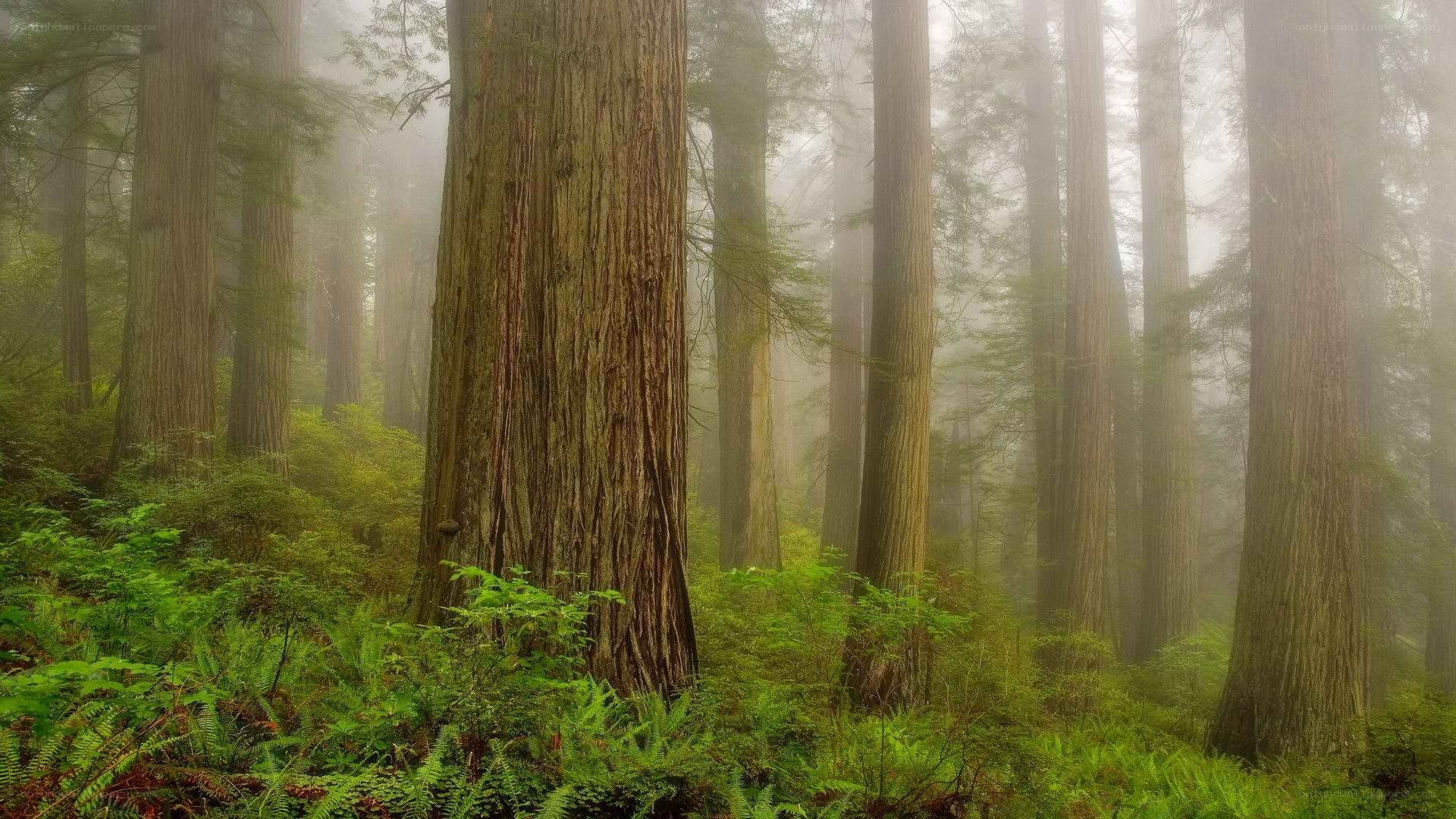 Misty redwood forest