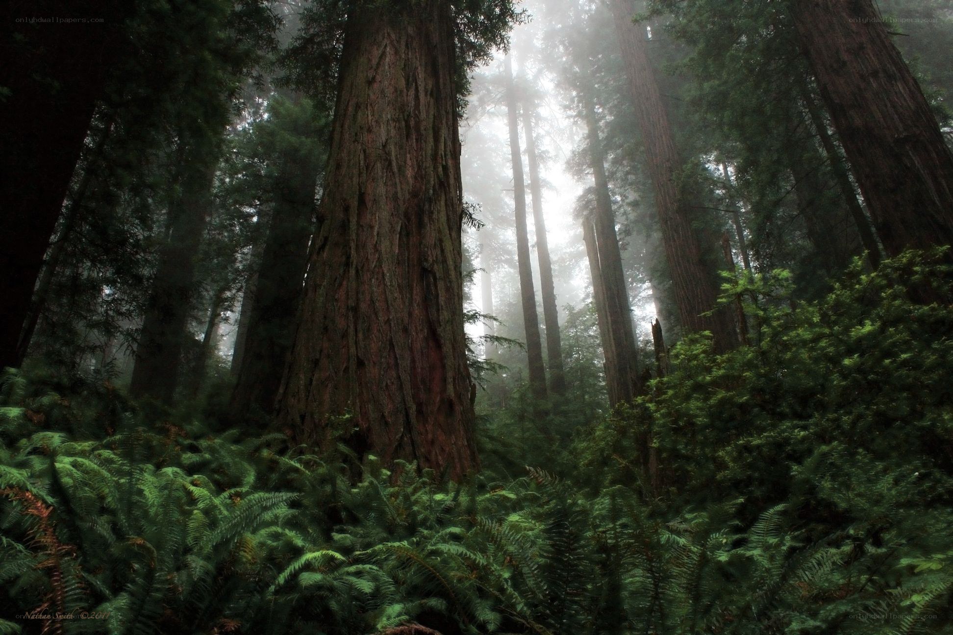 Misty redwood forest