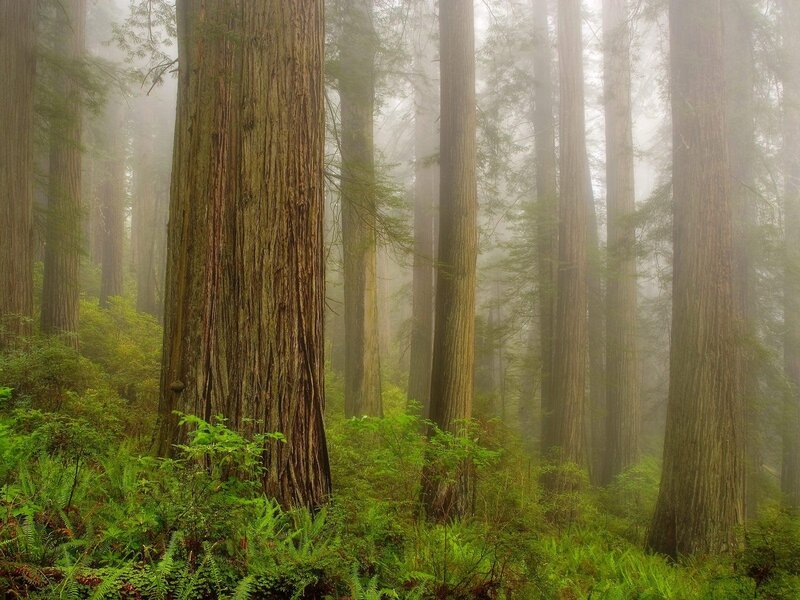 Misty redwood forest
