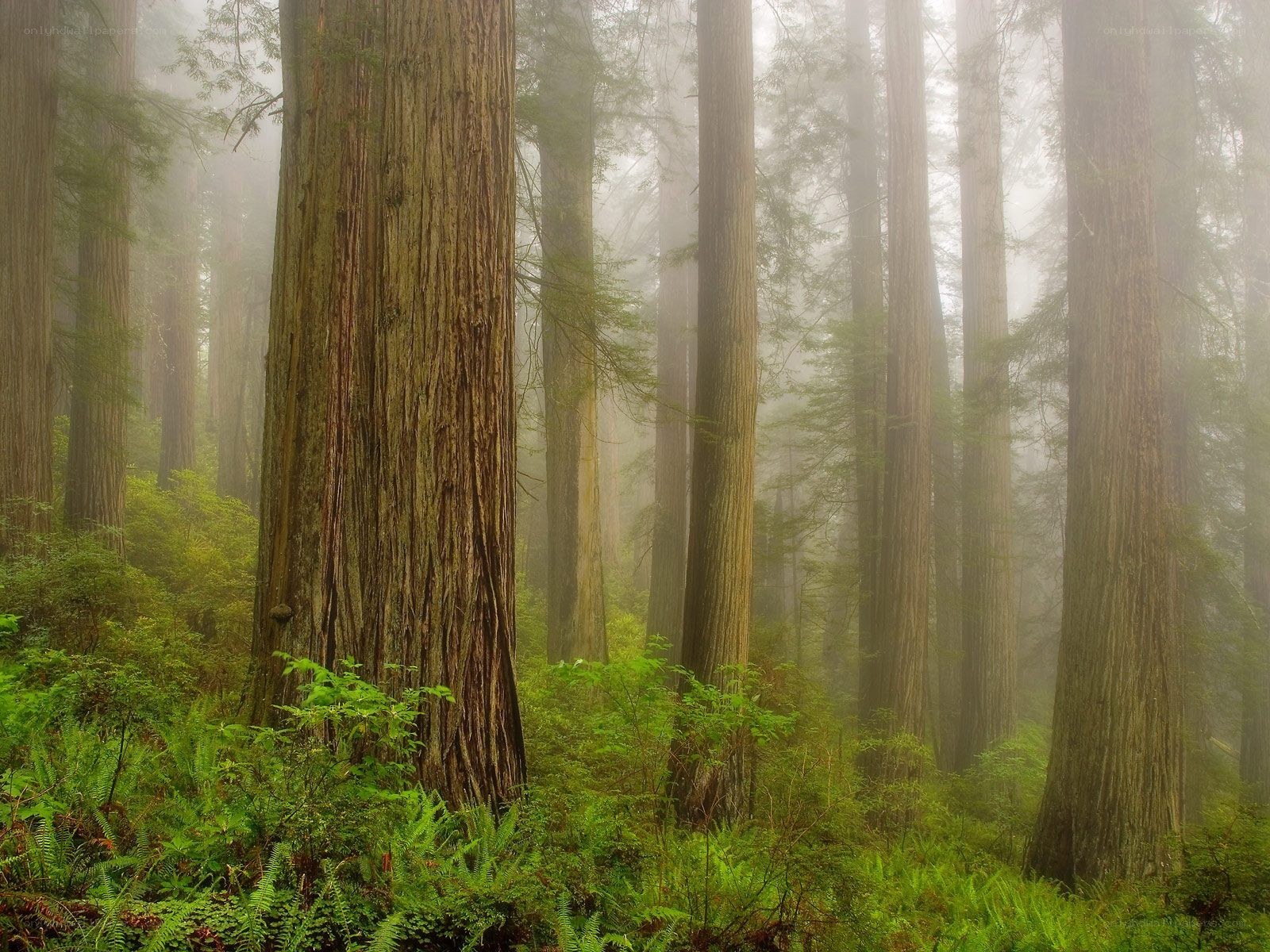 Misty redwood forest