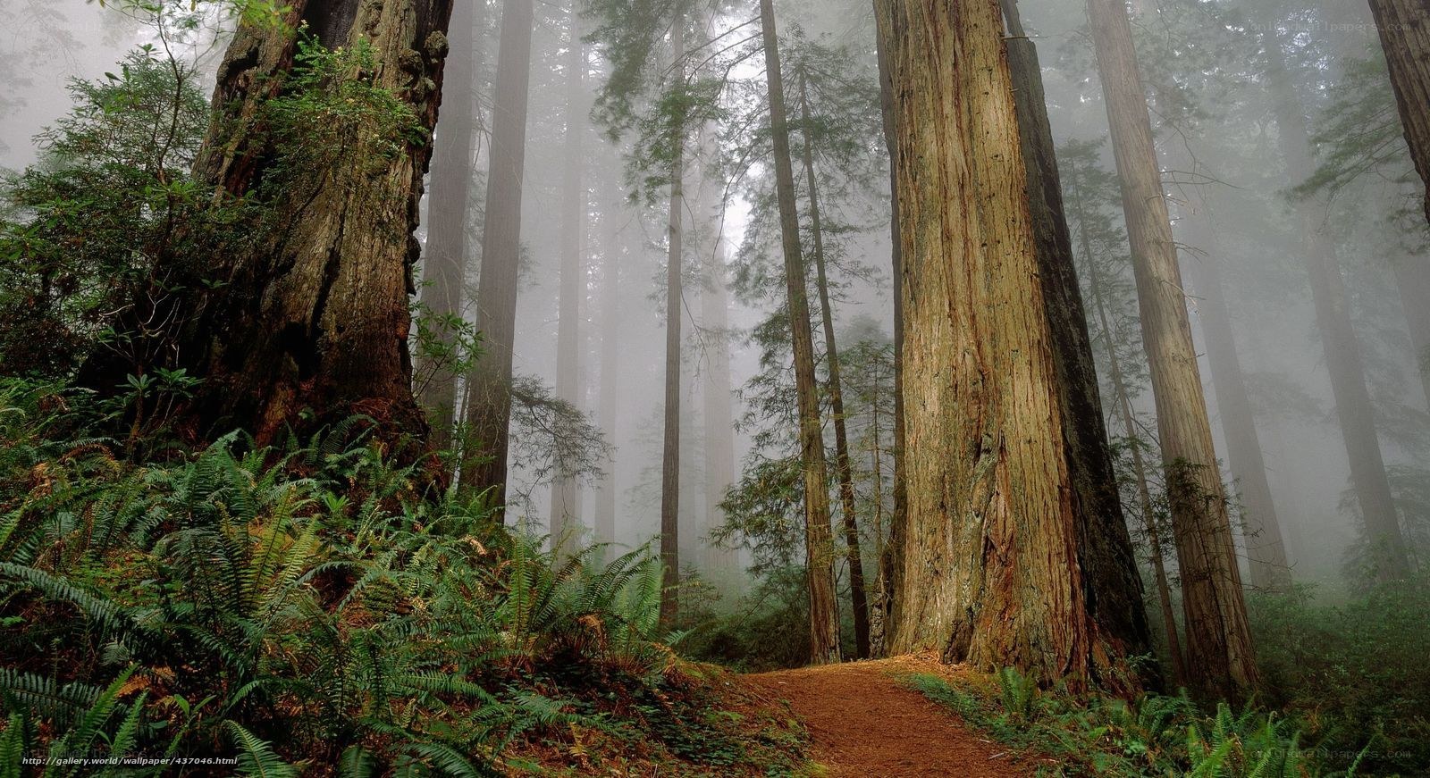 Misty redwood forest path