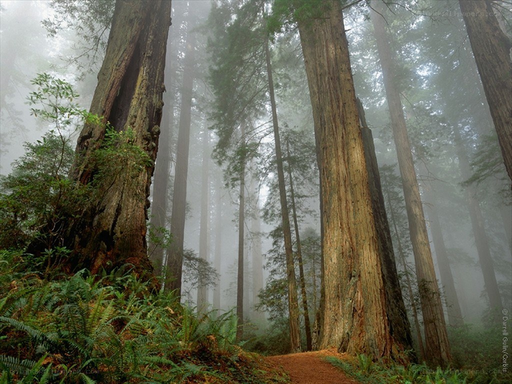Misty redwood forest path