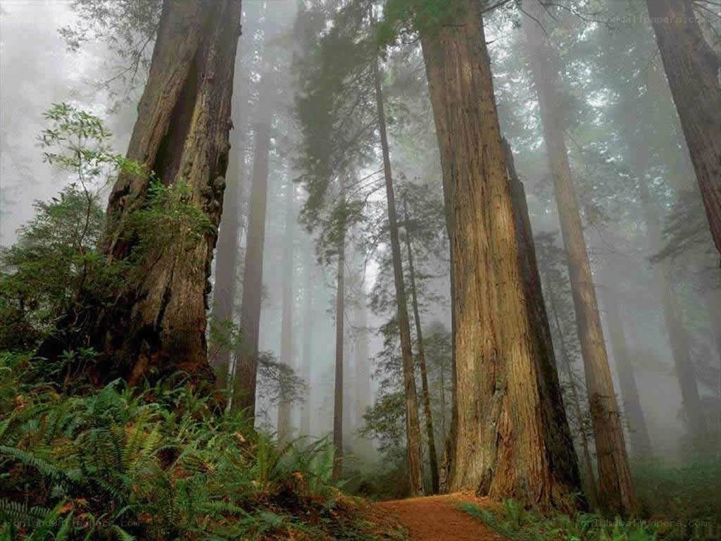 Misty redwood forest path