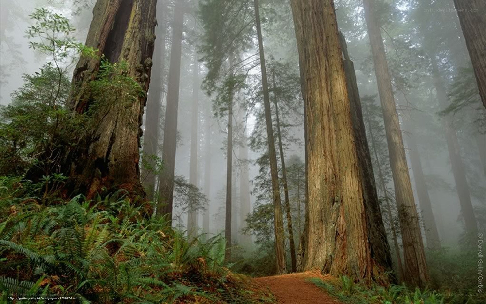 Misty redwood forest path