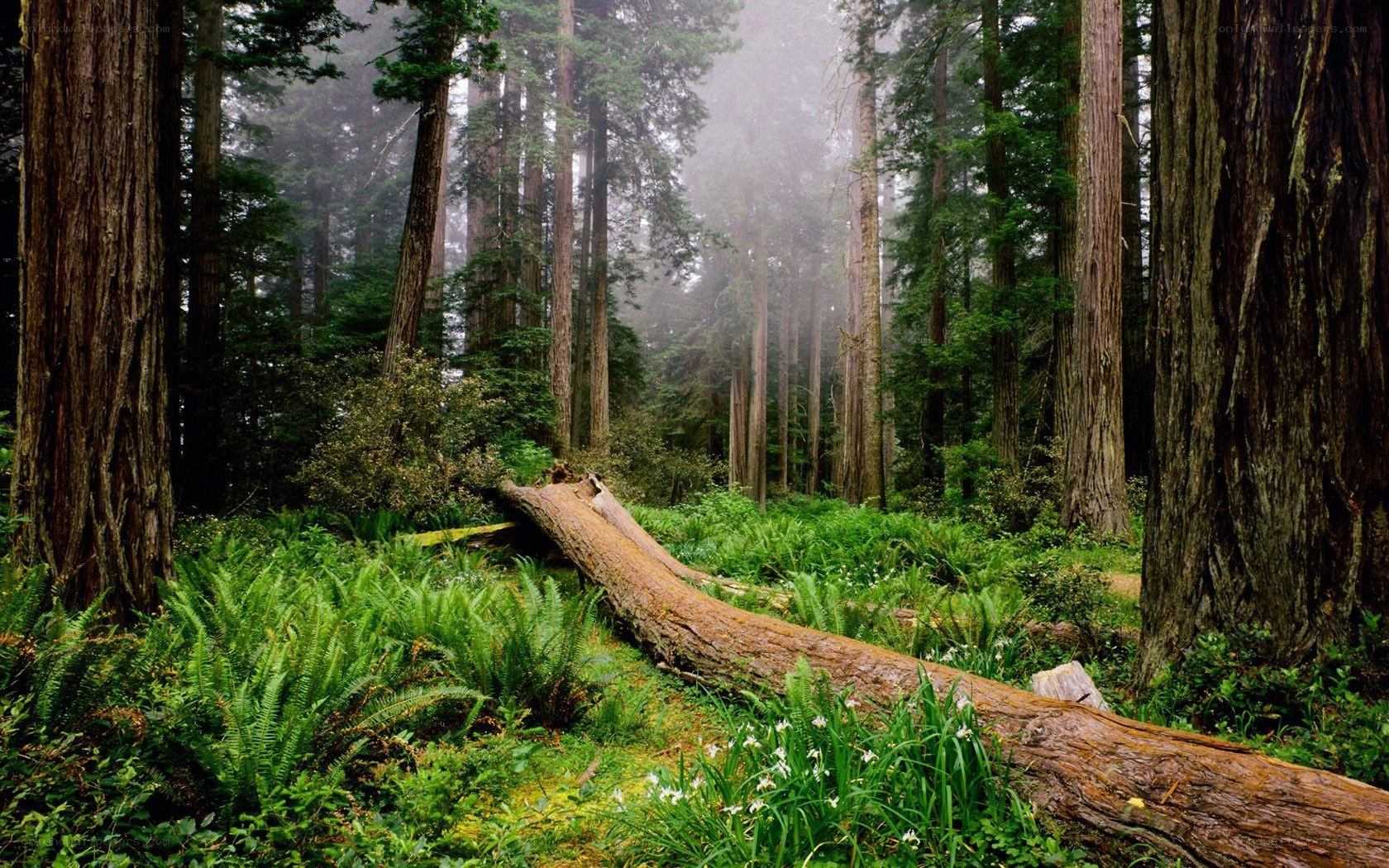Misty redwood forest scene