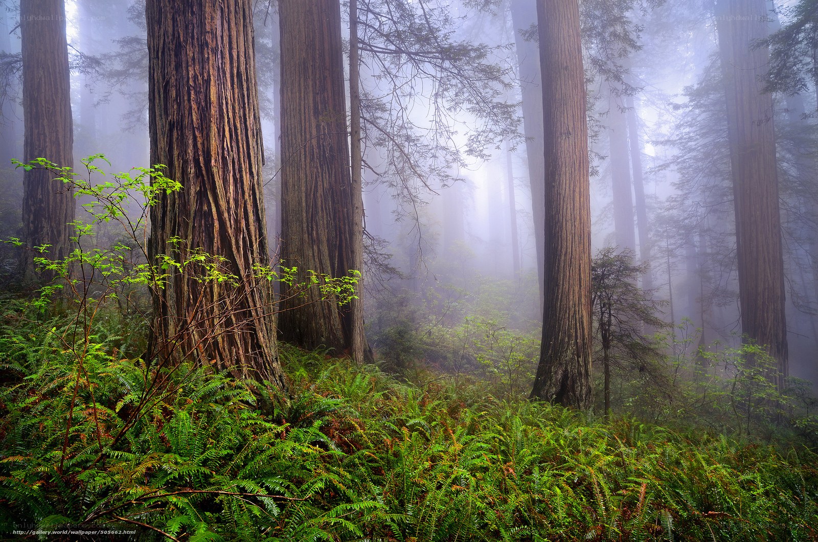 Misty redwood forest