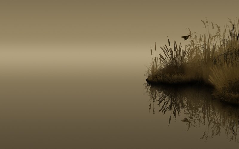 Misty reeds by the water