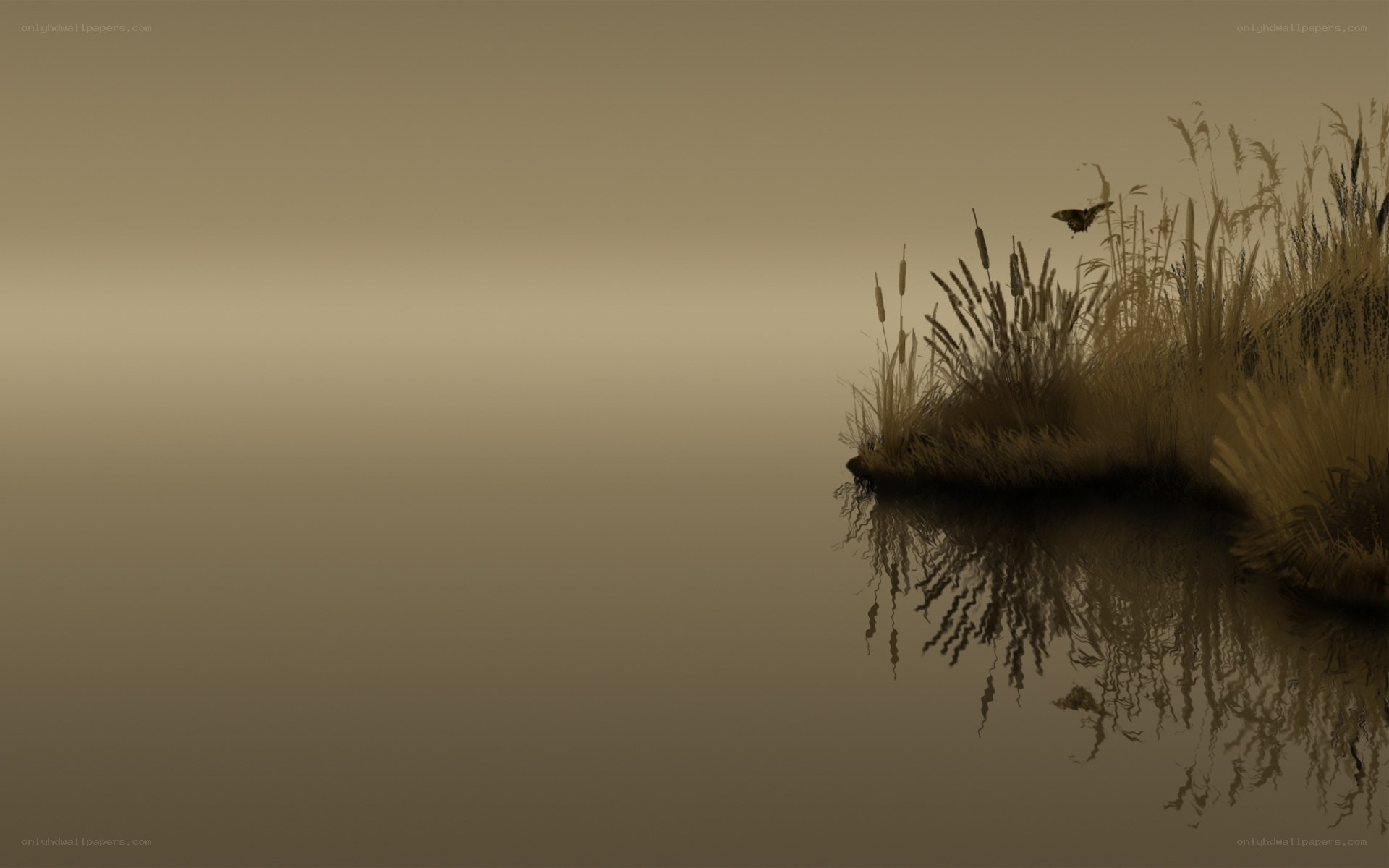 Misty reeds by the water