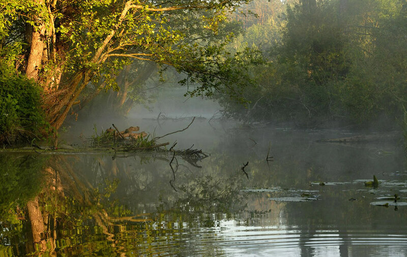 Misty River at Dawn — Green, Serene, Morning, Photograph, Trees, Fog