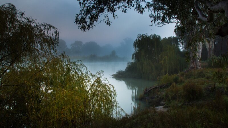 Misty River at Dawn — Green, Serene, Morning, Photograph, Trees, Fog, Willow