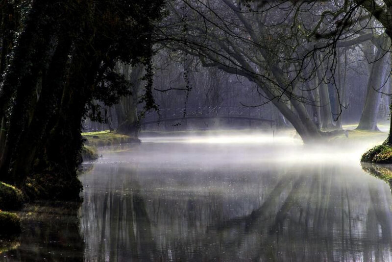Misty river in a forest