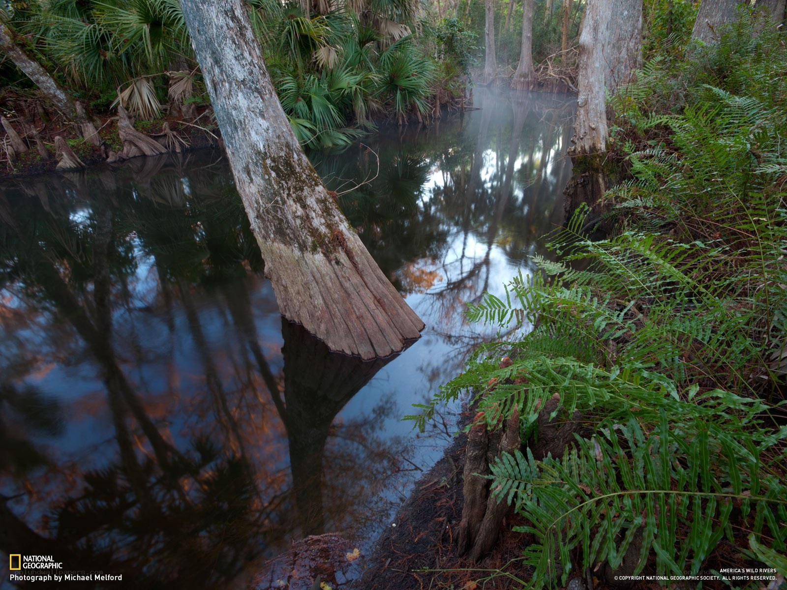 Misty river in a lush forest