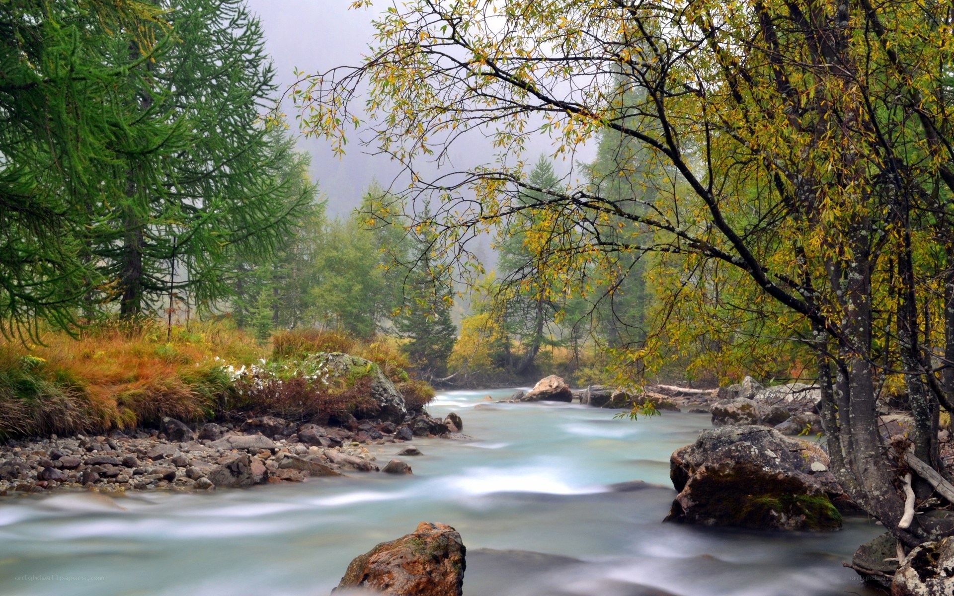 Misty river in autumn forest