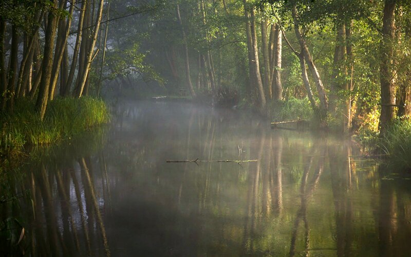 Misty River in Forest — Green, Serene, Morning
