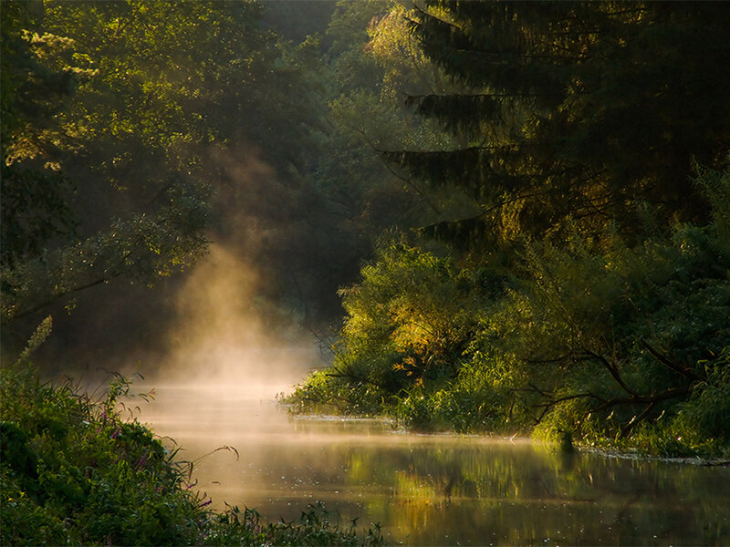 Misty River in Forest — Green, Serene