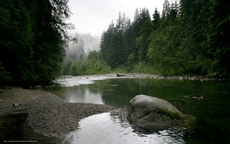 Misty river in forest