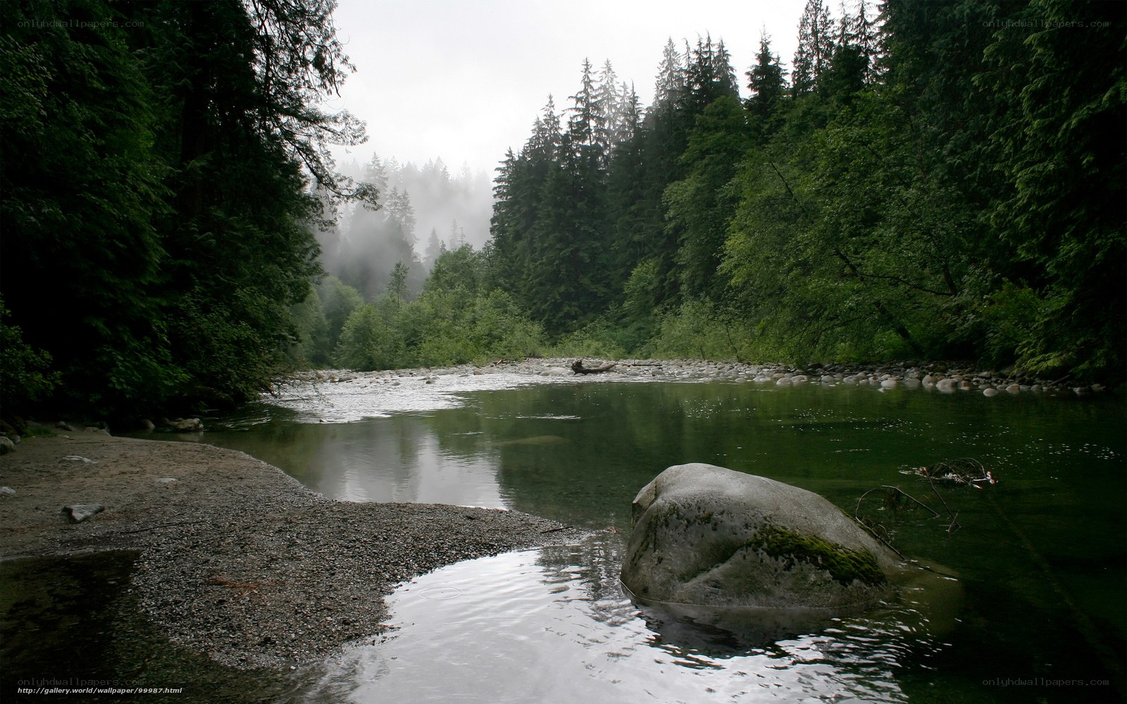 Misty river in forest