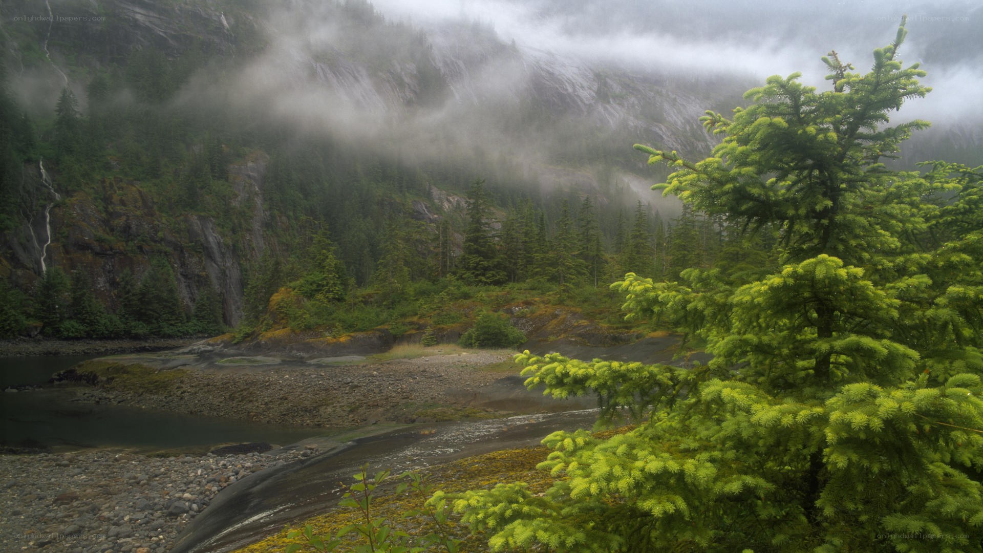 Misty river in forested valley