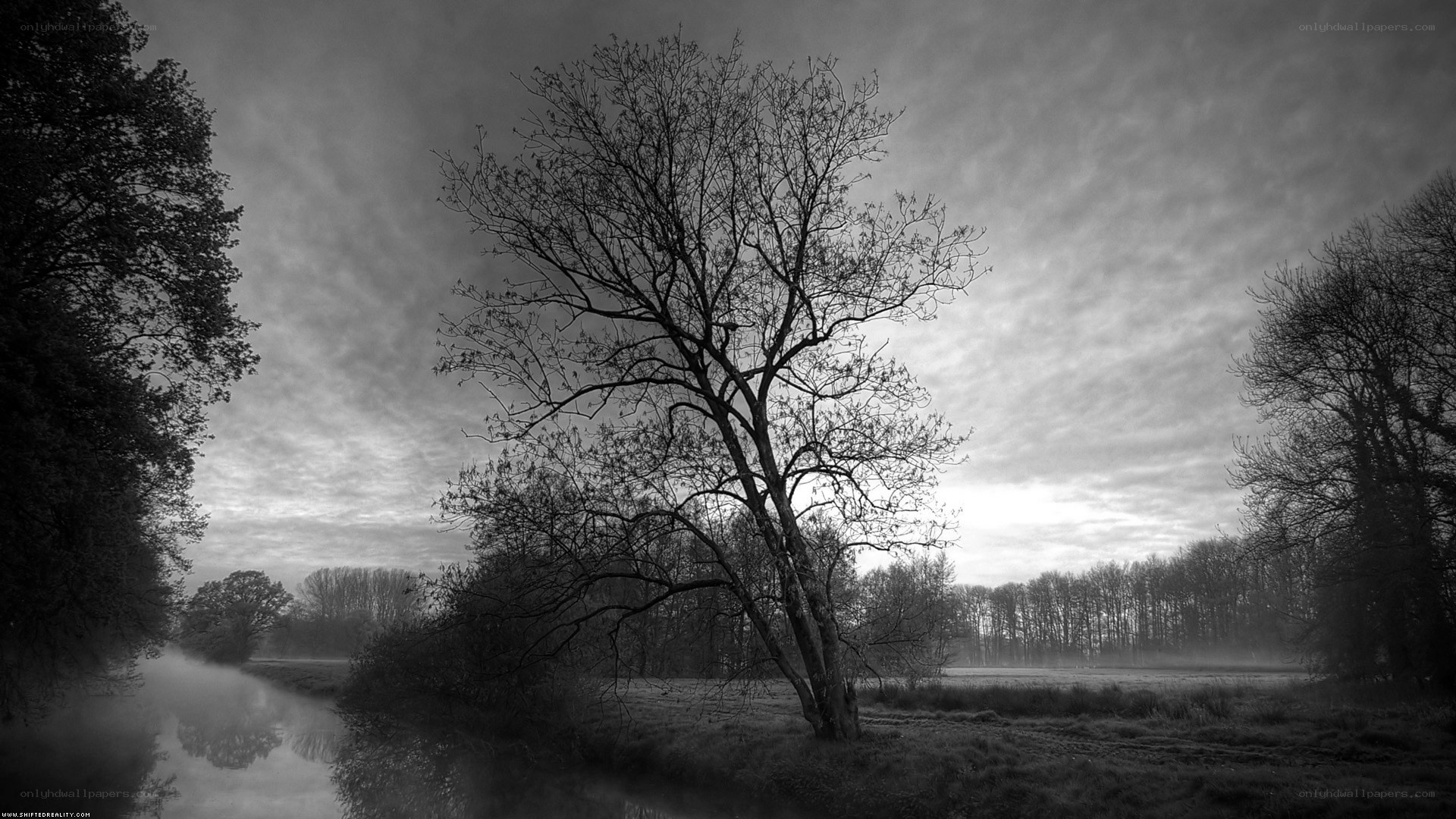 Misty river landscape at dawn