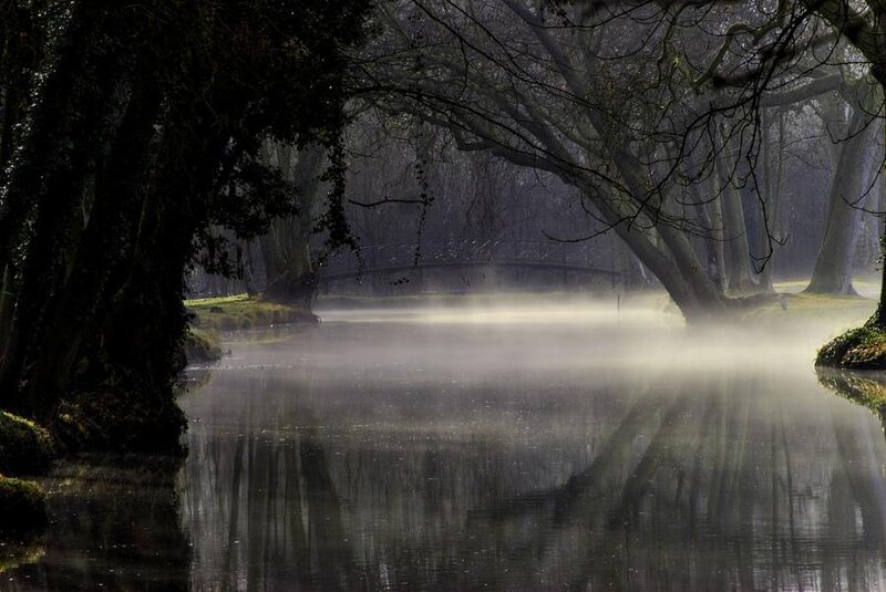 Misty River under Trees