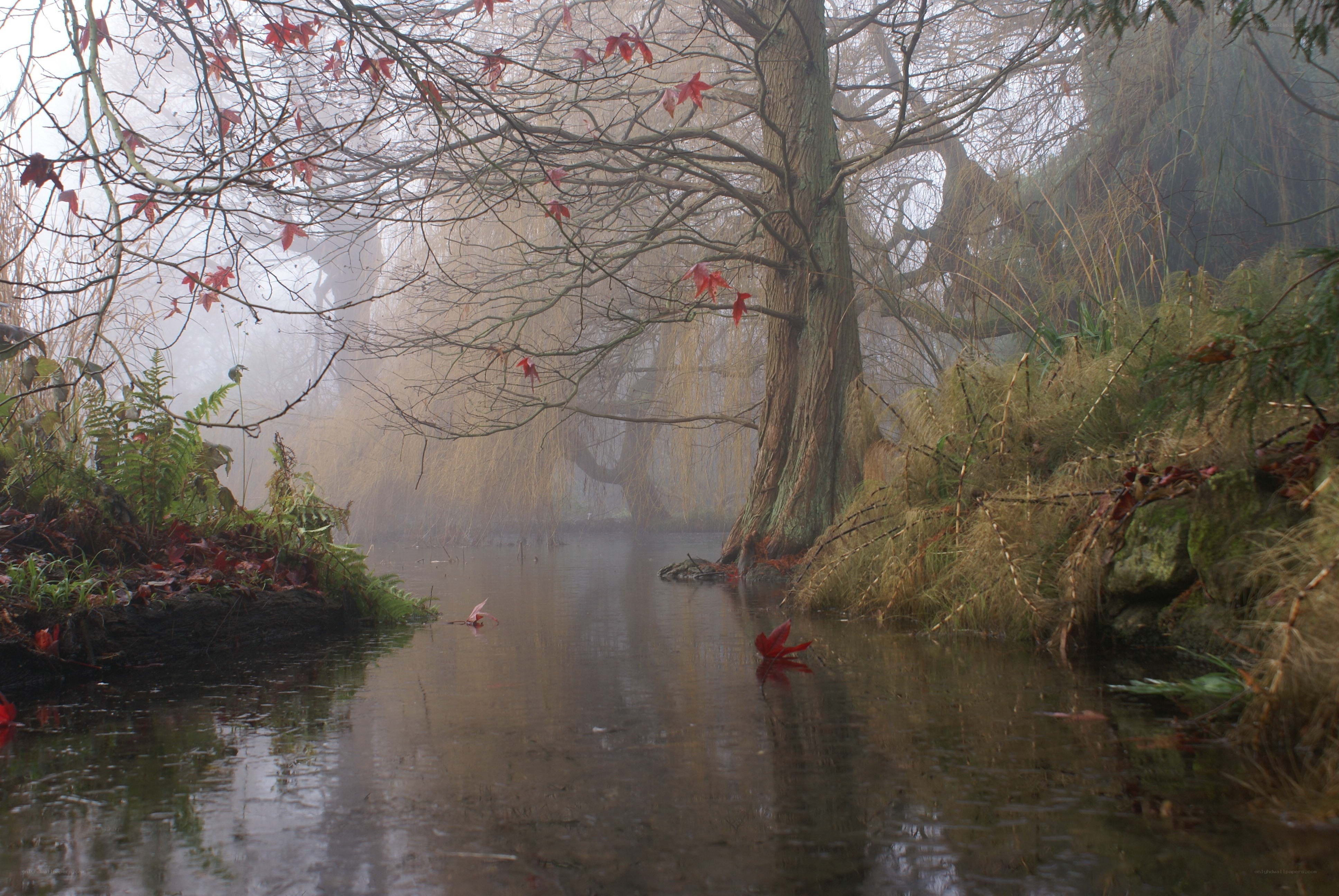 Misty river with autumn leaves