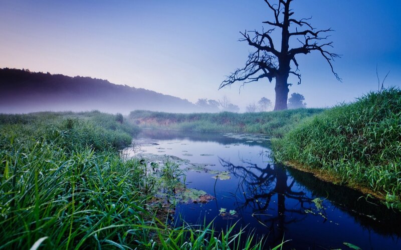 Misty river with dead tree