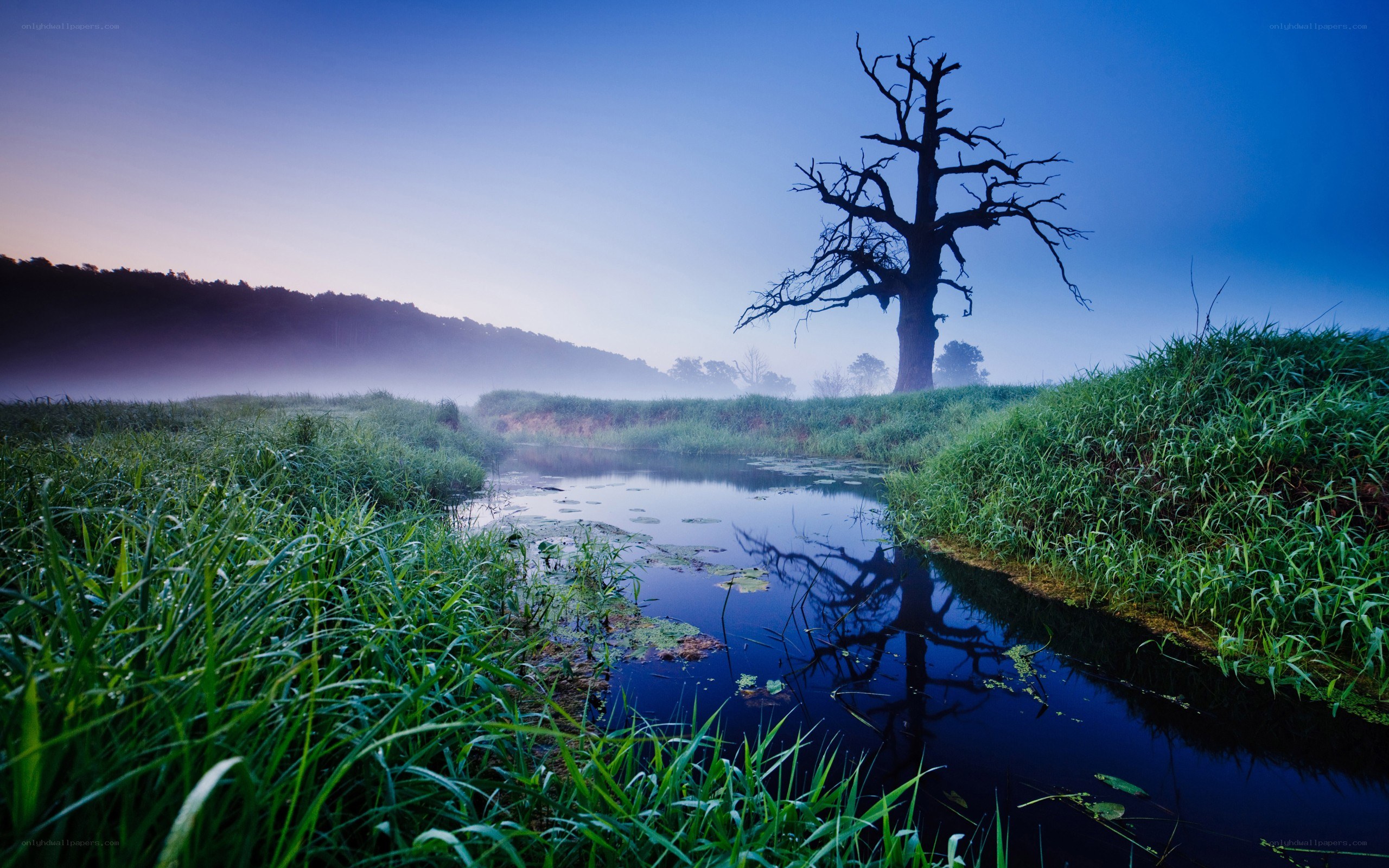 Misty river with lone tree
