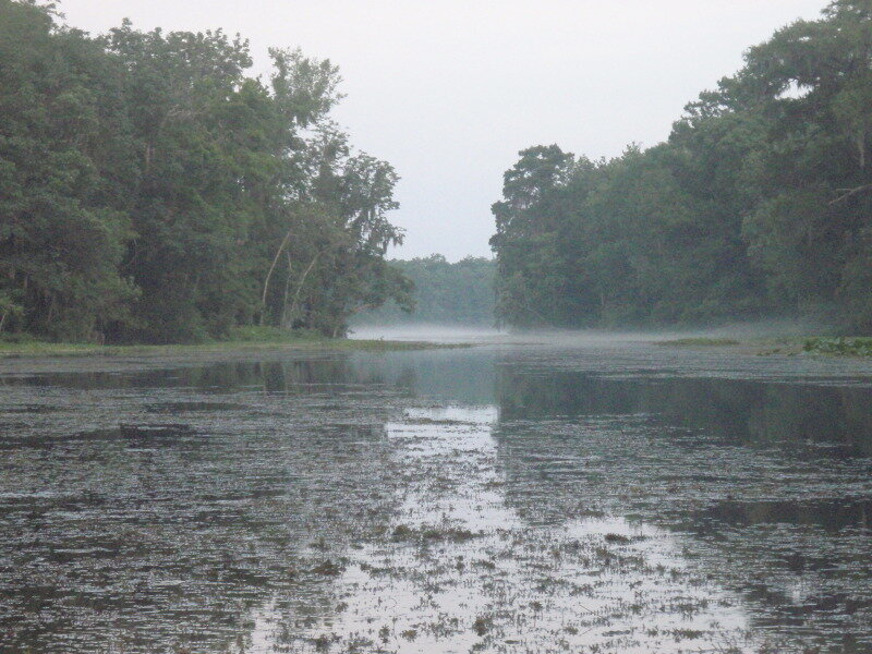 Misty River with Trees