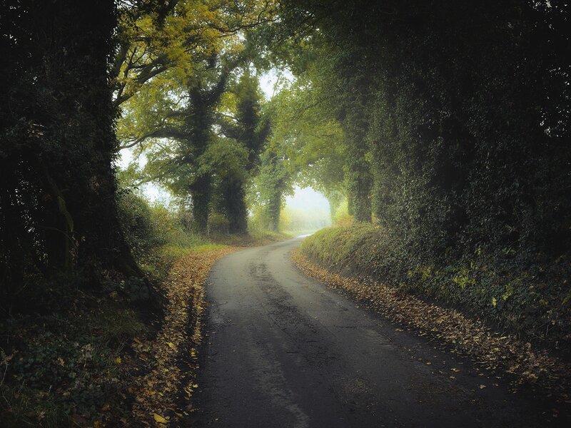 Misty road through a tree tunnel