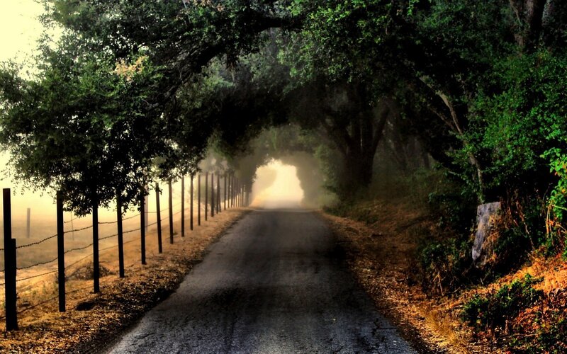Misty road under tree canopy