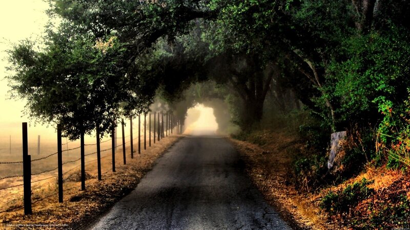 Misty Road Under Tree Tunnel