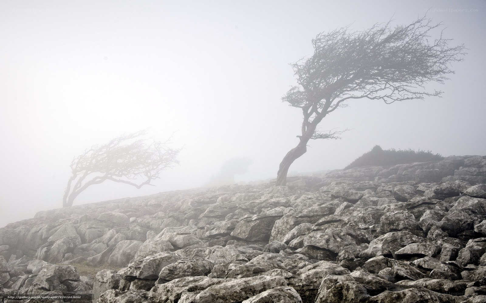 Misty rocky hill with bent trees