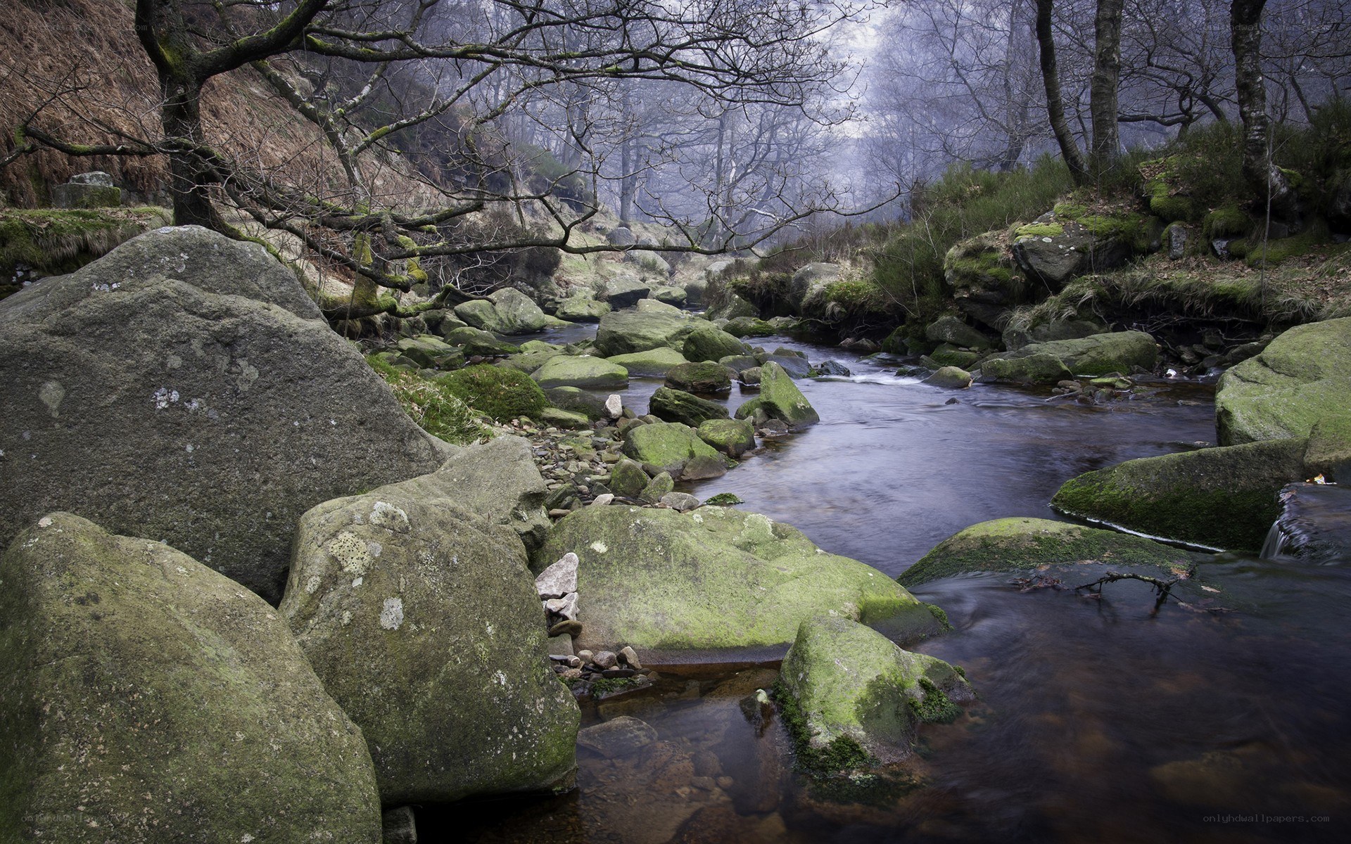 Misty stream in a forest