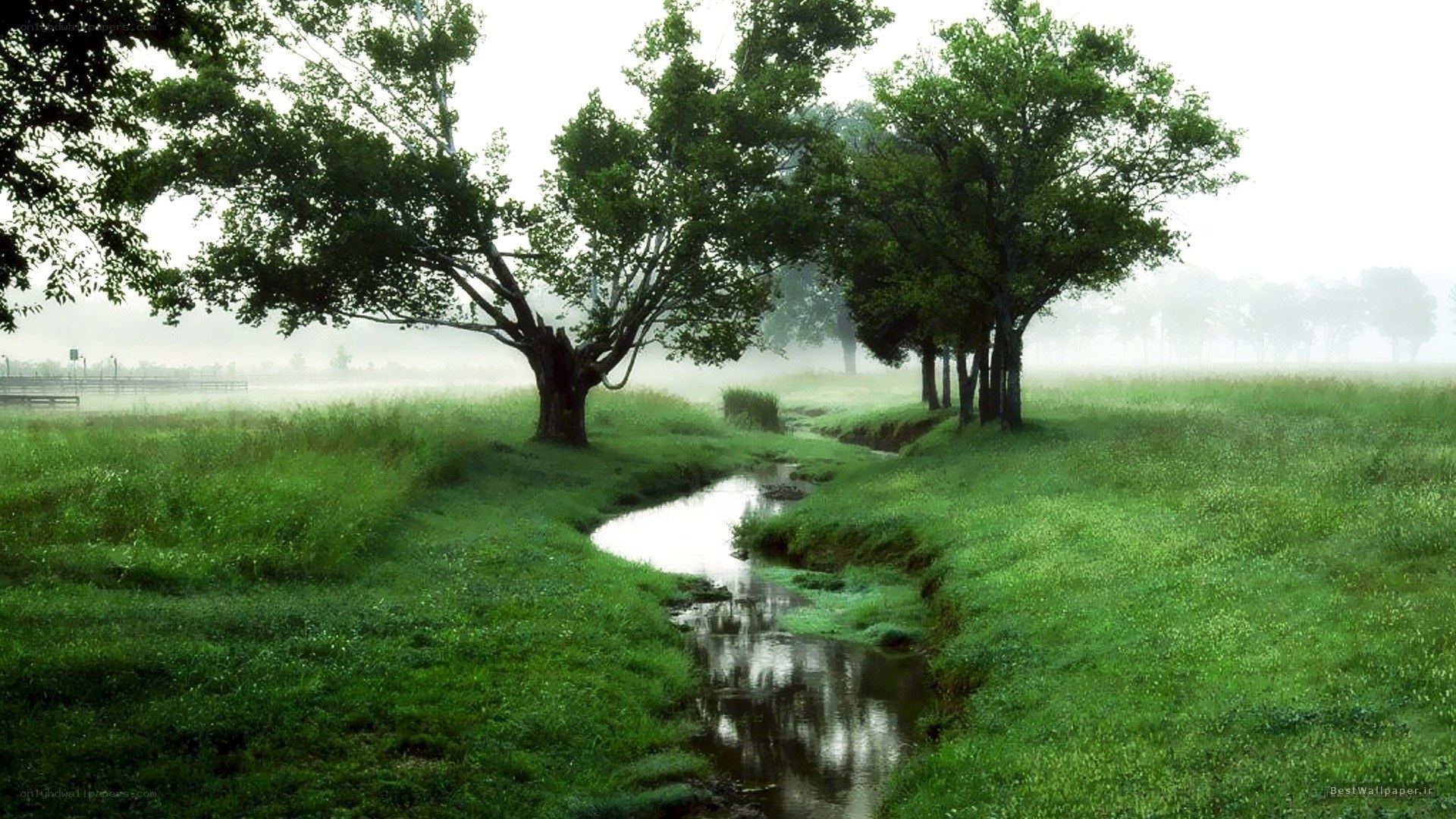 Misty stream in a green field