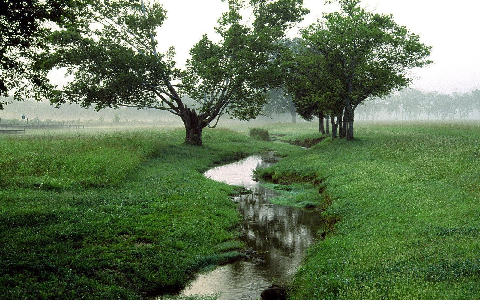 Misty stream in a green field
