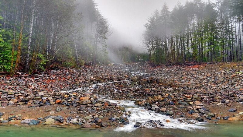 Misty stream in forest