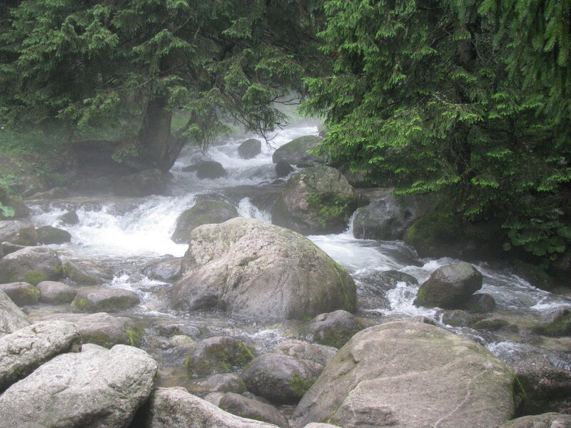 Misty stream in forest