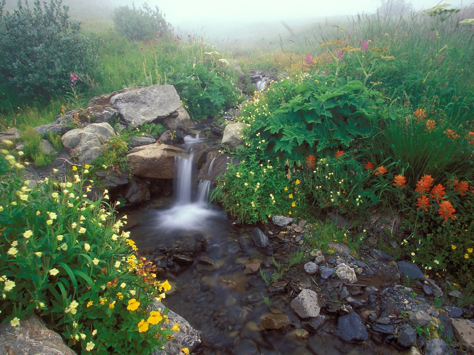 Misty stream with wildflowers