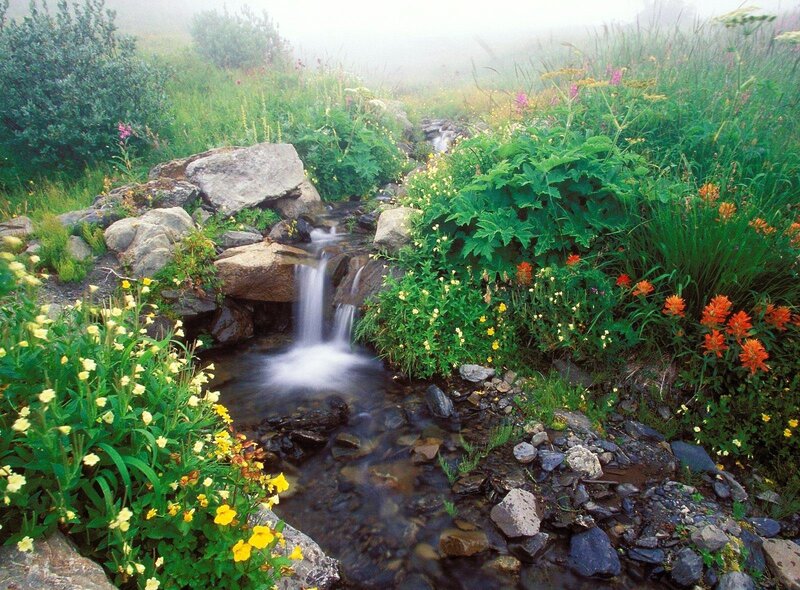 Misty stream with wildflowers