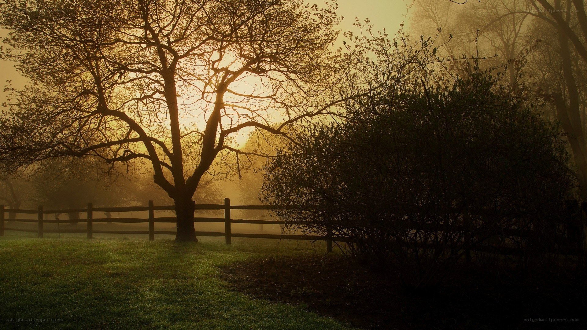 Misty sunrise by a tree