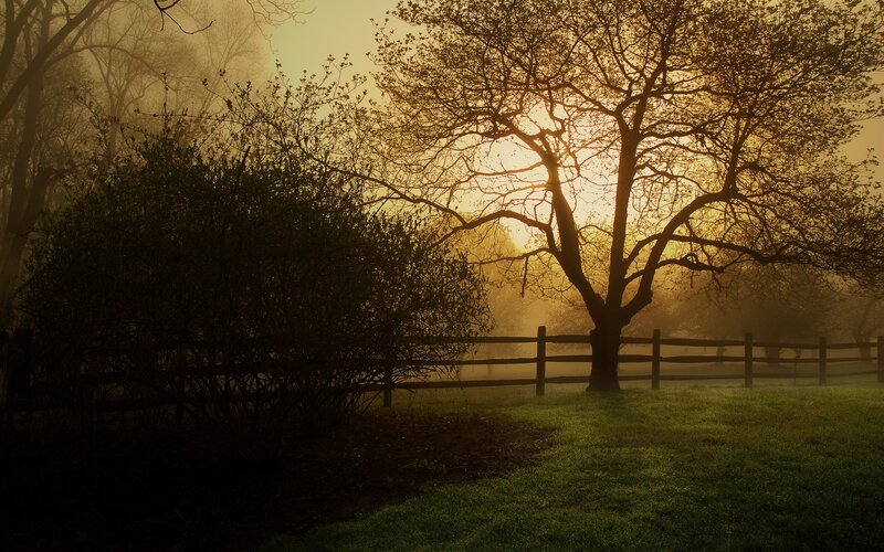 Misty sunrise by a tree