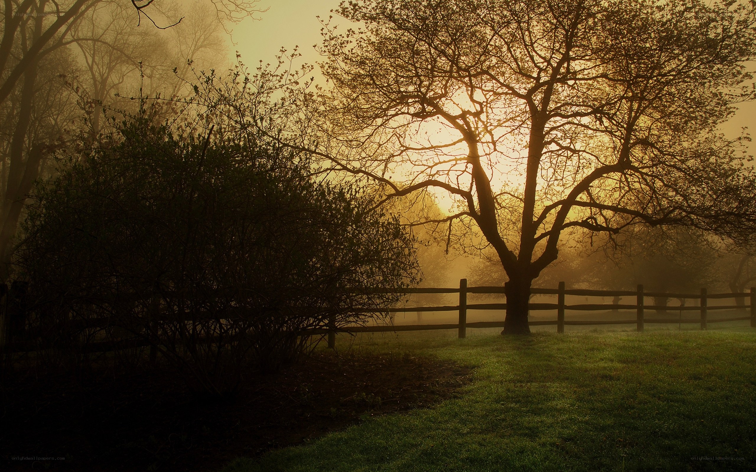 Misty sunrise by a tree