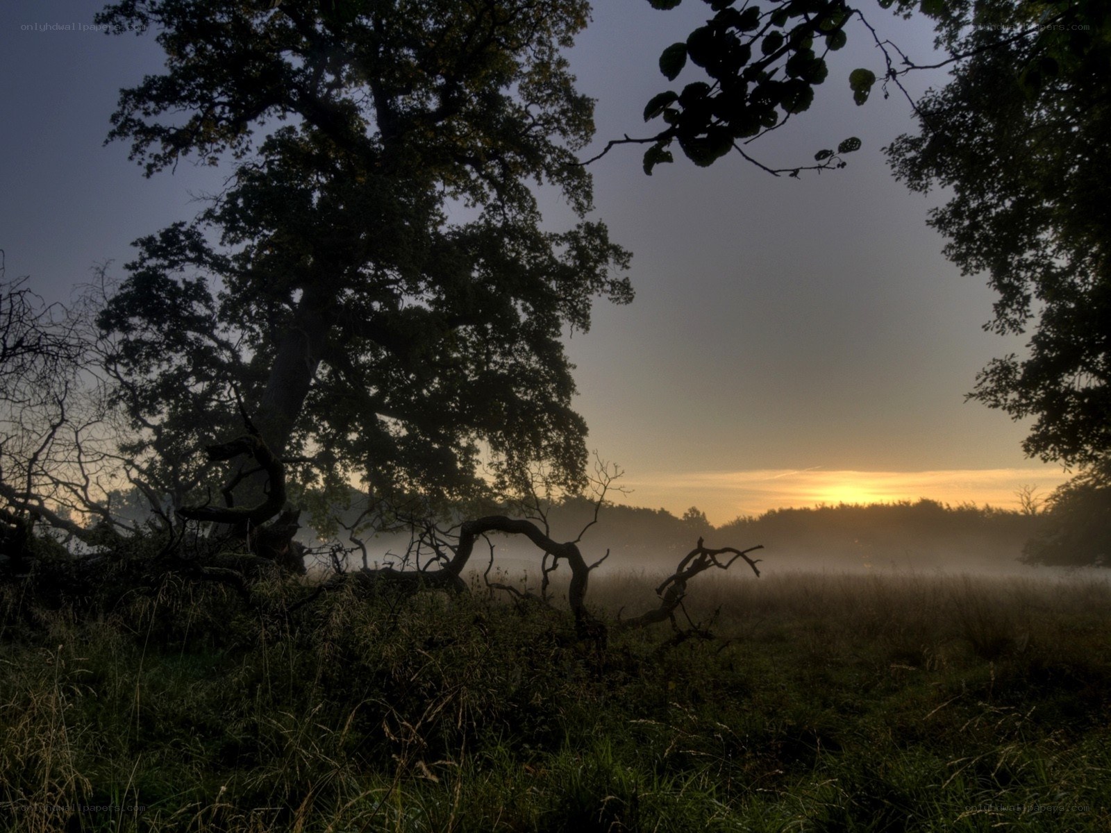Misty sunrise in a forest
