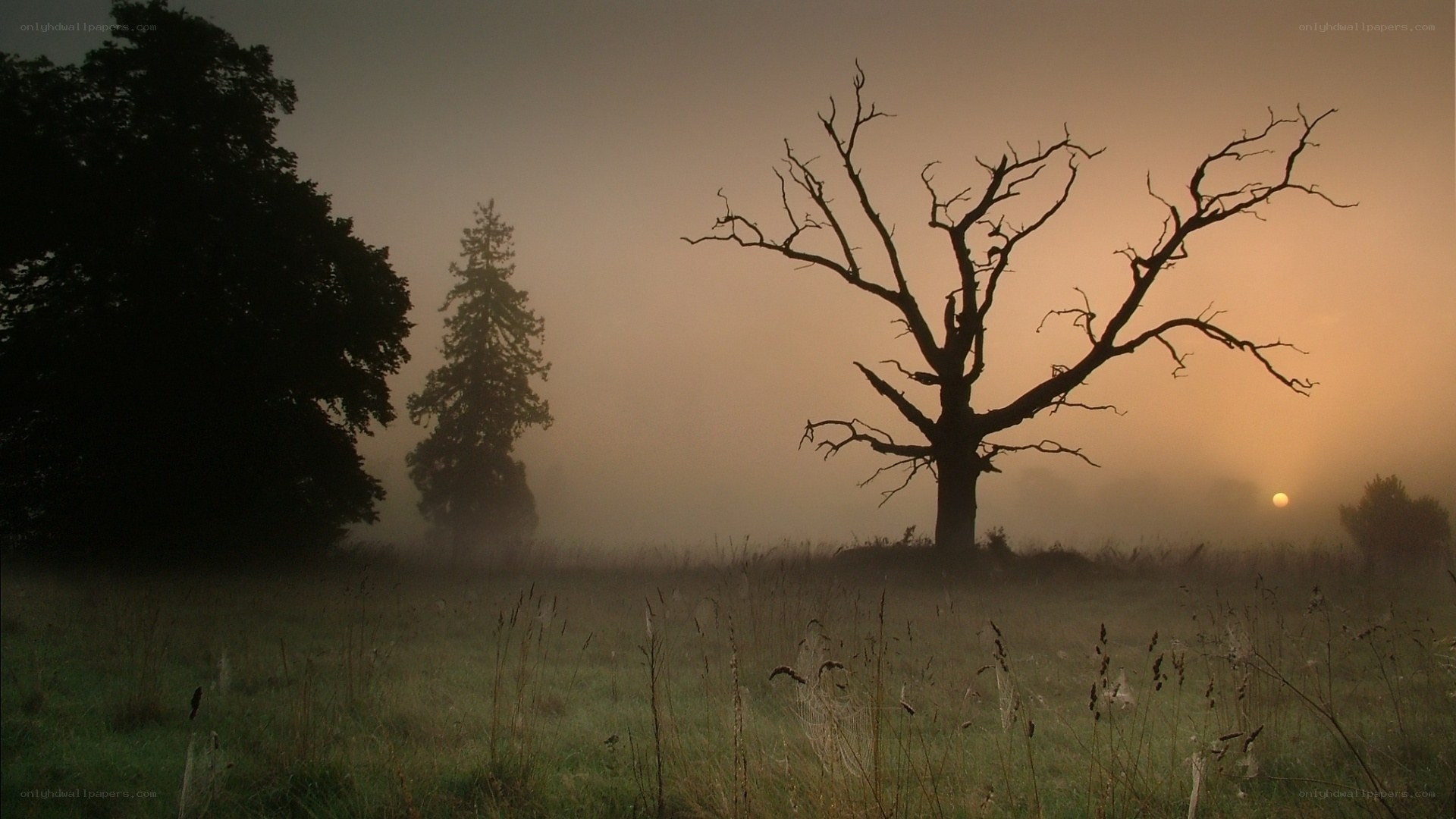 Misty sunrise over a bare tree