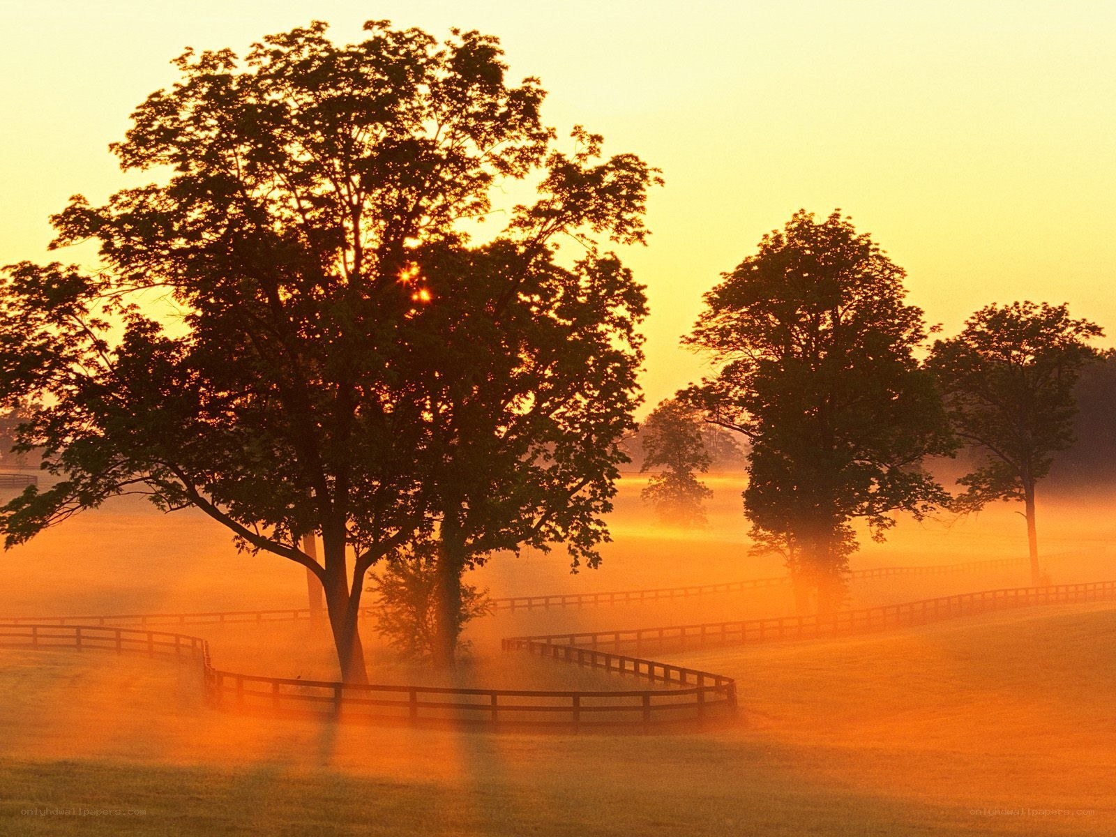 Misty sunrise over a field