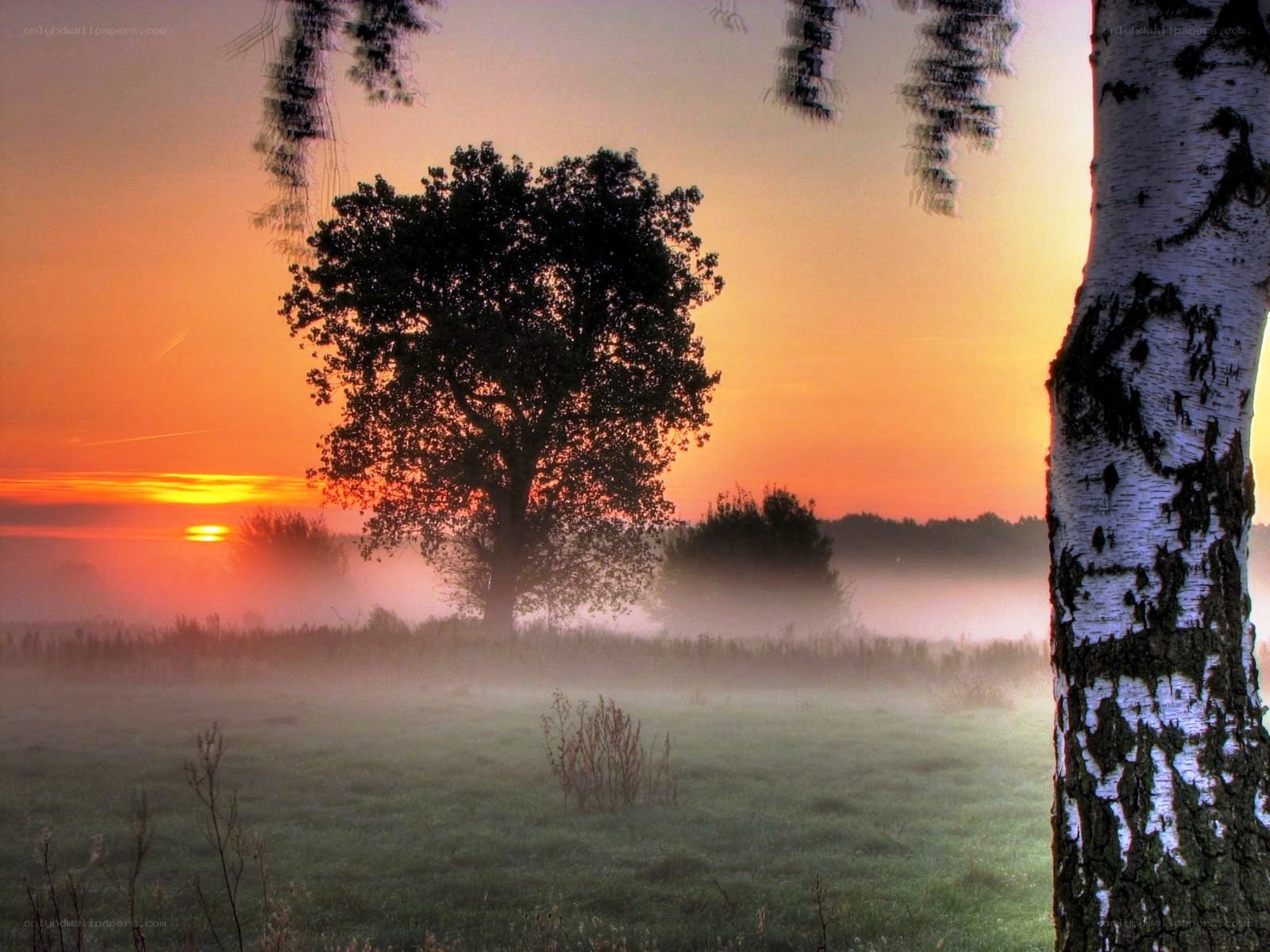 Misty sunrise over a field