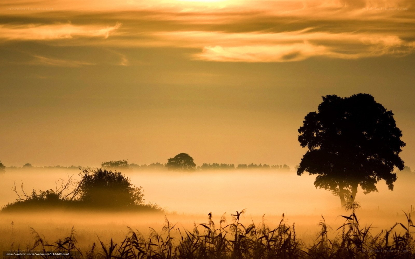 Misty sunrise over a field