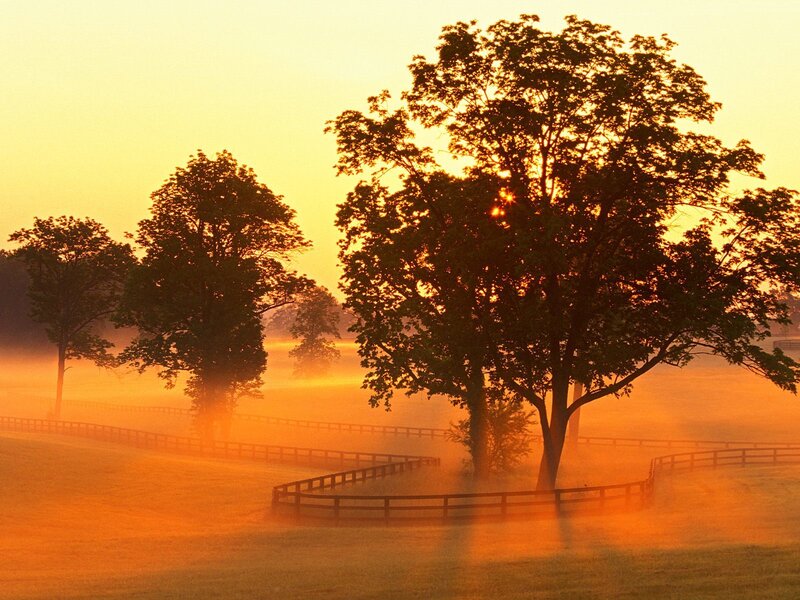 Misty sunrise over a field
