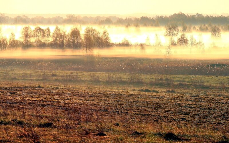 Misty sunrise over a field
