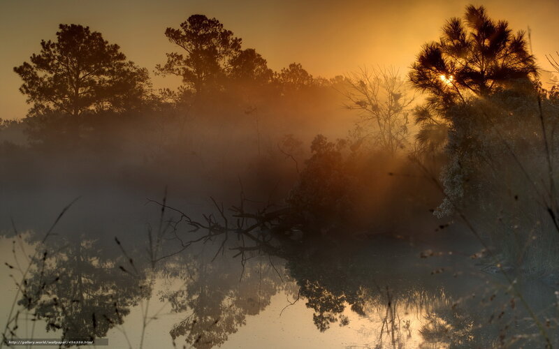 Misty sunrise over a forest pond